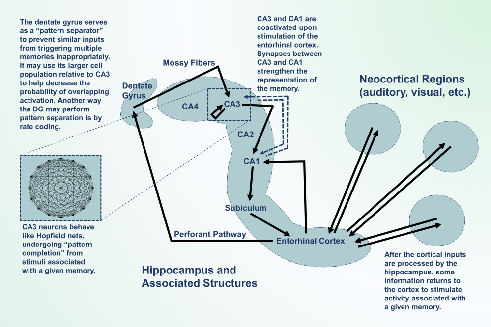 Hippocampus Diagram
