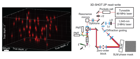 Optogenetic control of fifty neurons