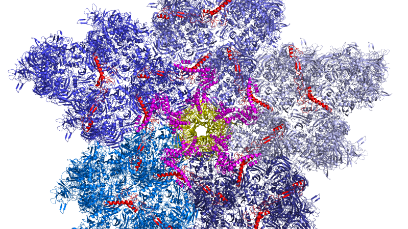 Guide to the Structure and Function of the Adenovirus Capsid